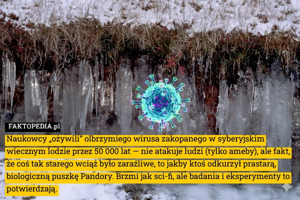 
    Naukowcy „ożywili” olbrzymiego wirusa zakopanego w syberyjskim wiecznym