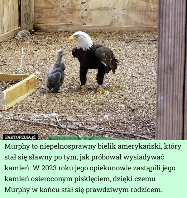 
    Murphy to niepełnosprawny bielik amerykański, który stał się sławny po tym...