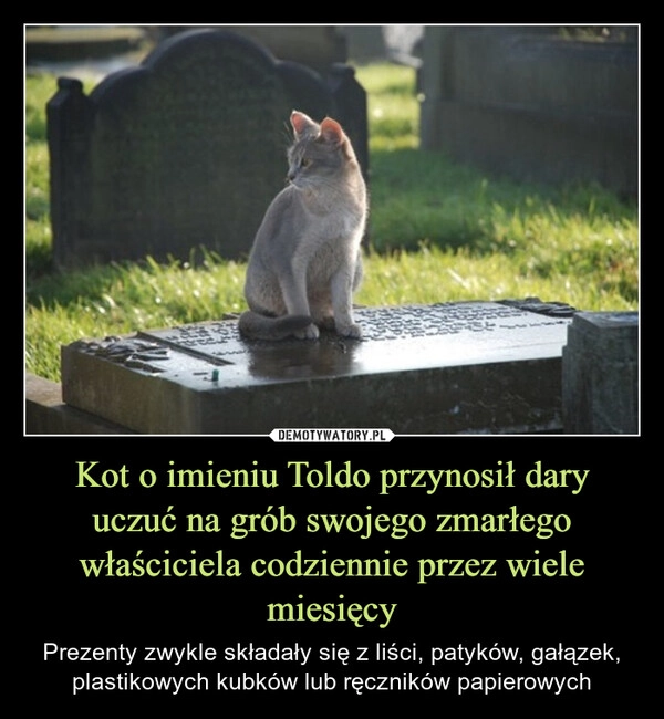 
    Kot o imieniu Toldo przynosił dary uczuć na grób swojego zmarłego właściciela codziennie przez wiele miesięcy