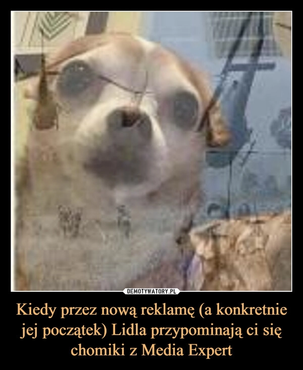 
    Kiedy przez nową reklamę (a konkretnie jej początek) Lidla przypominają ci się chomiki z Media Expert