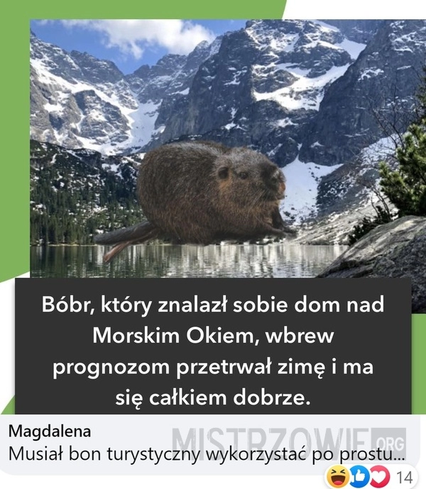 
    Bóbr