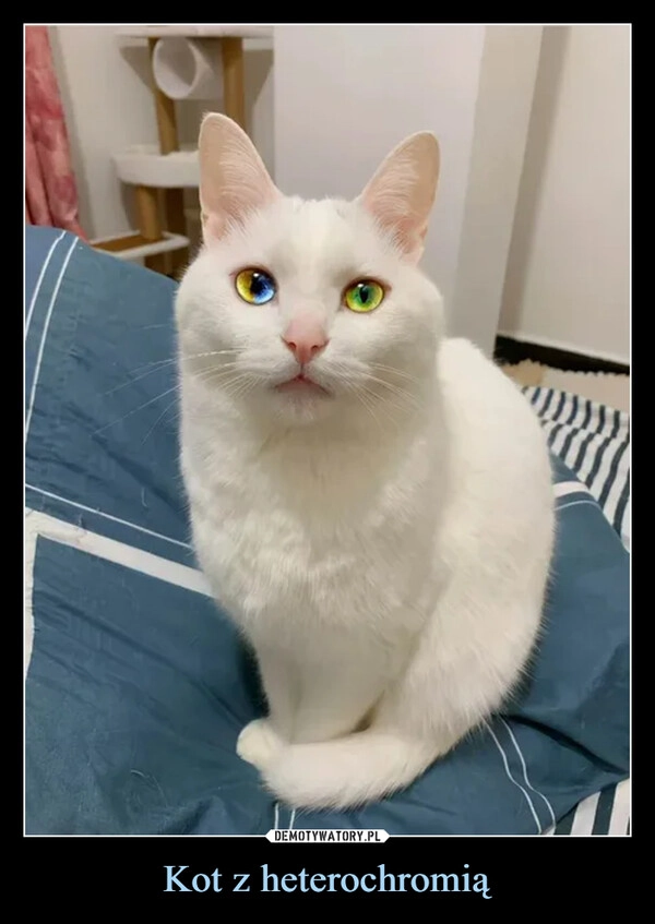 
    Kot z heterochromią