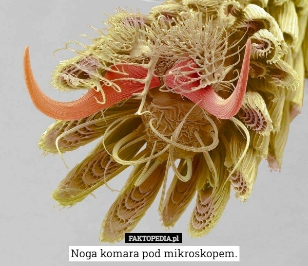 
    Noga komara pod mikroskopem.