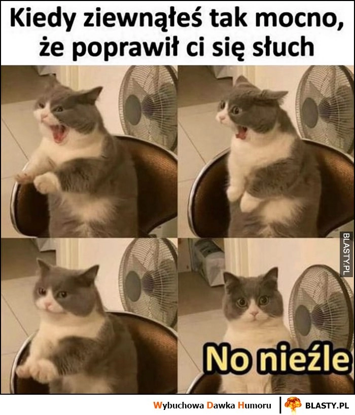 
    Kiedy ziewnąłeś tak mocno, że poprawił ci się słuch kot no nieźle