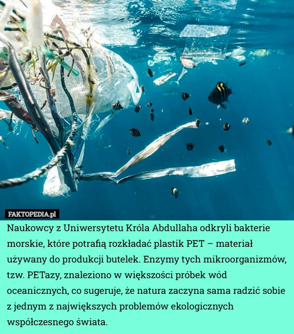 
    Naukowcy z Uniwersytetu Króla Abdullaha odkryli bakterie morskie, które