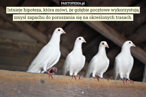 
    Istnieje hipoteza, która mówi, że gołębie pocztowe wykorzystują zmysł zapachu