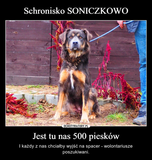 
    Schronisko SONICZKOWO Jest tu nas 500 piesków