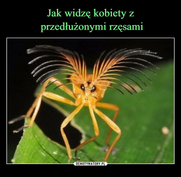 
    Jak widzę kobiety z
 przedłużonymi rzęsami