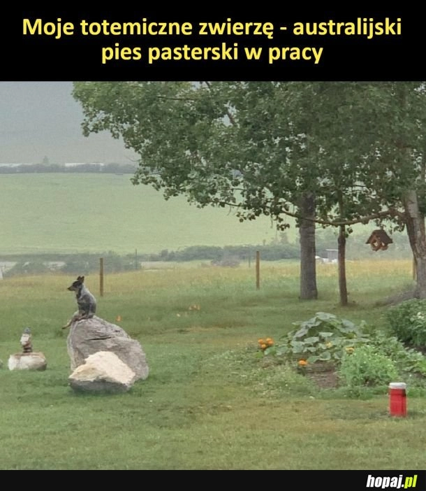 
    Totemiczne zwierzę