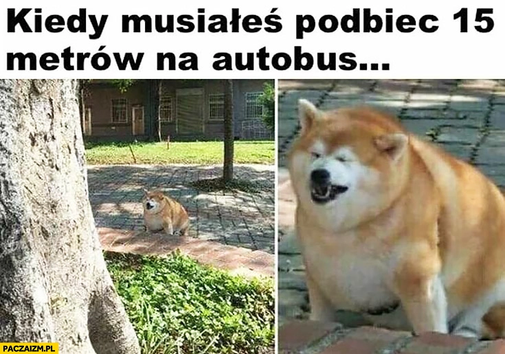 
    Kiedy musiałeś podbiec 15 metrów na autobus zmęczony gruby pies