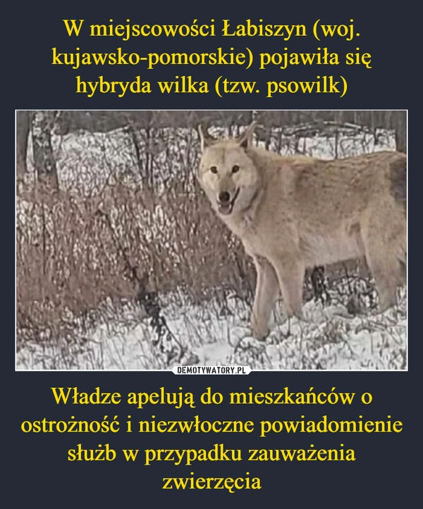 
    W miejscowości Łabiszyn (woj. kujawsko-pomorskie) pojawiła się hybryda wilka (tzw. psowilk) Władze apelują do mieszkańców o ostrożność i niezwłoczne powiadomienie służb w przypadku zauważenia zwierzęcia