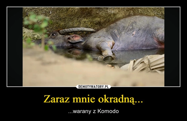 
    Zaraz mnie okradną...