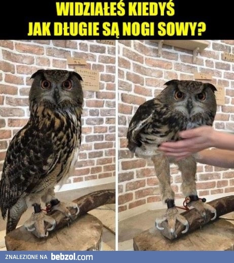 
    To one jednak mają nogi!?