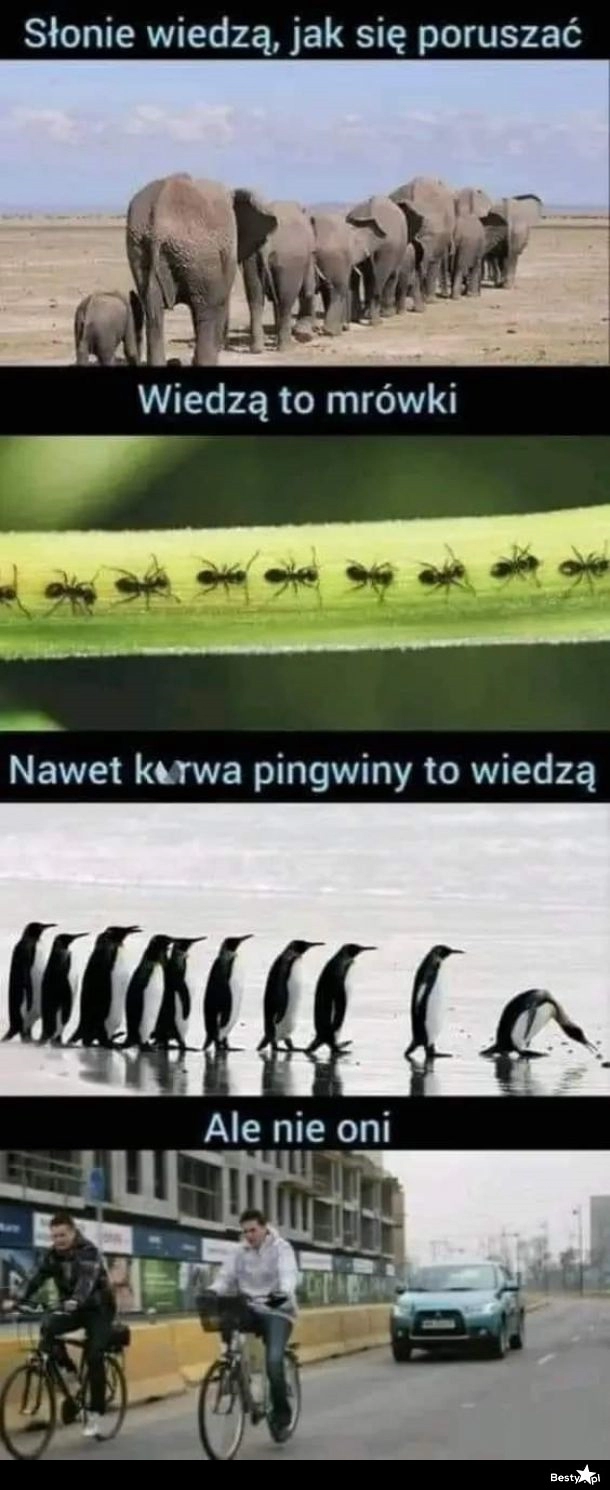 
    Rowerzyści 