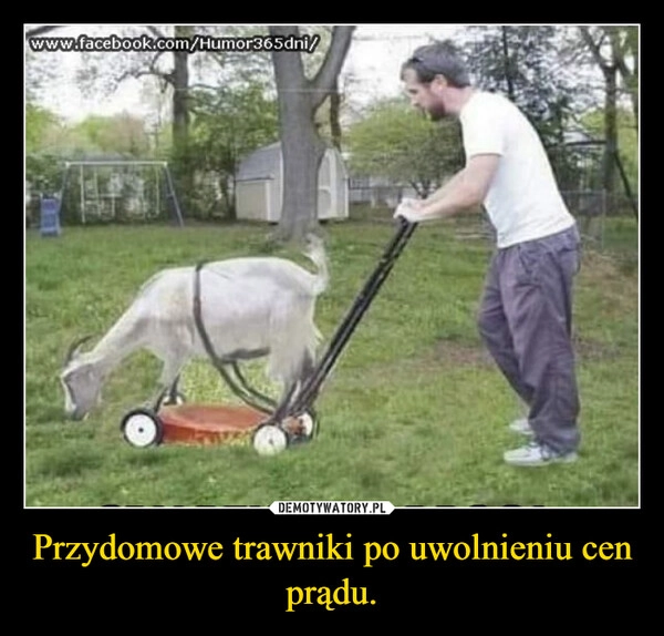 
    Przydomowe trawniki po uwolnieniu cen prądu.