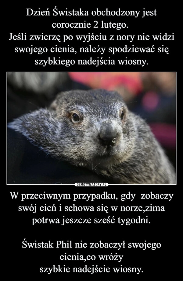 
    Dzień Świstaka obchodzony jest corocznie 2 lutego. 
Jeśli zwierzę po wyjściu z nory nie widzi swojego cienia, należy spodziewać się szybkiego nadejścia wiosny. W przeciwnym przypadku, gdy  zobaczy swój cień i schowa się w norze,zima potrwa jeszcze sześć tygodni.

Świstak Phil nie zobaczył swojego cienia,co wróży
szybkie nadejście wiosny.