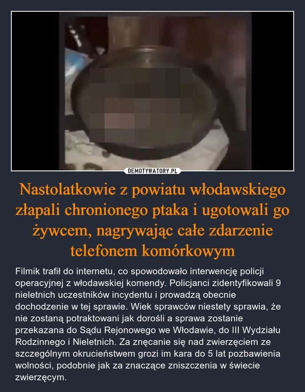 
    Nastolatkowie z powiatu włodawskiego złapali chronionego ptaka i ugotowali go żywcem, nagrywając całe zdarzenie telefonem komórkowym