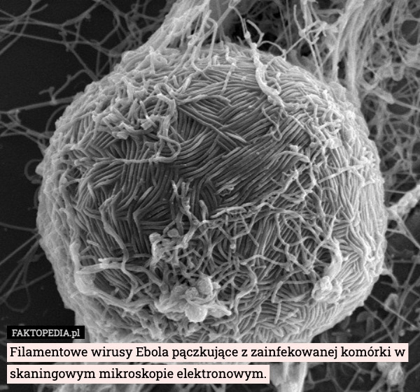 
    
			Filamentowe wirusy Ebola pączkujące z zainfekowanej komórki w skaningowym					