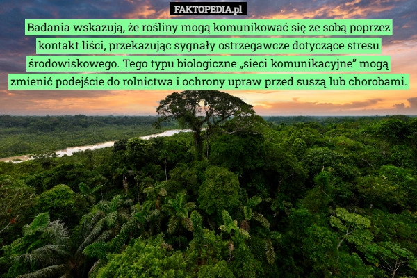 
    Badania wskazują, że rośliny mogą komunikować się ze sobą poprzez kontakt