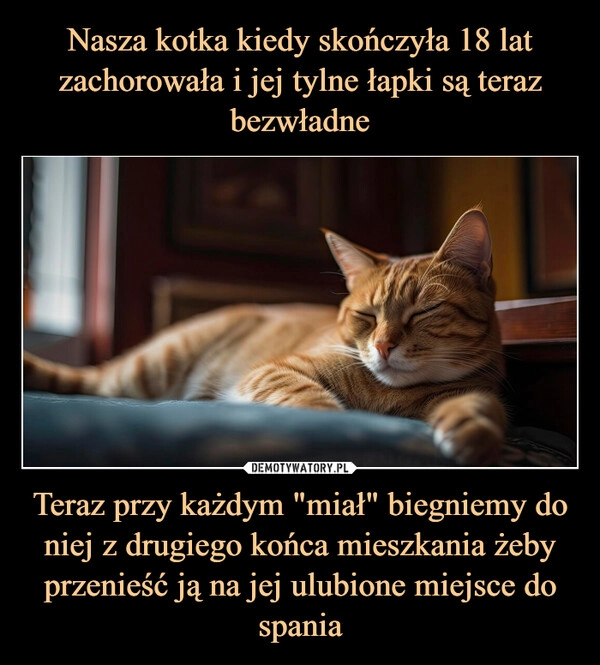 
    Nasza kotka kiedy skończyła 18 lat zachorowała i jej tylne łapki są teraz bezwładne Teraz przy każdym "miał" biegniemy do niej z drugiego końca mieszkania żeby przenieść ją na jej ulubione miejsce do spania