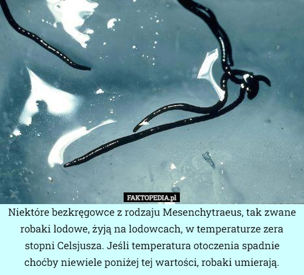 
    Niektóre bezkręgowce z rodzaju Mesenchytraeus, tak zwane robaki lodowe,