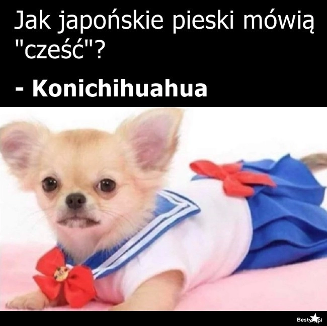 
    Japońskie pieski 