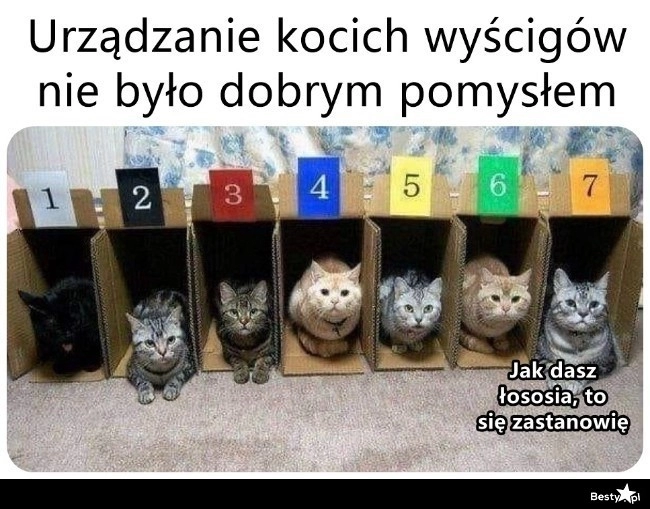 
    Kocie wyścigi 