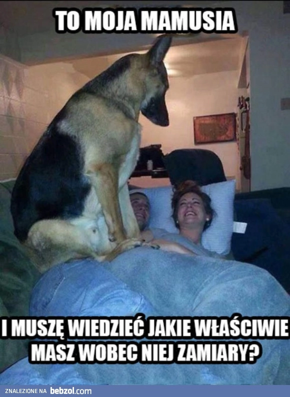 
    Pies stróż