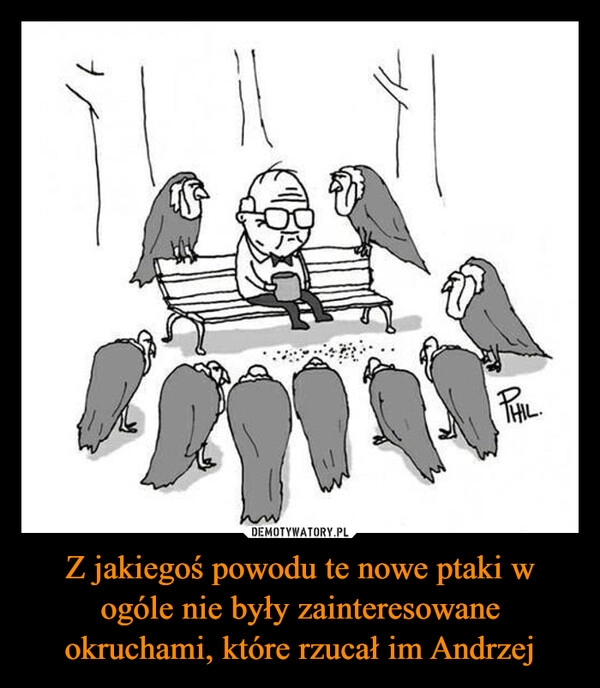 
    Z jakiegoś powodu te nowe ptaki w ogóle nie były zainteresowane okruchami, które rzucał im Andrzej