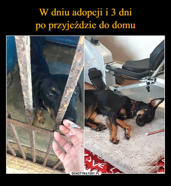 
    W dniu adopcji i 3 dni
po przyjeździe do domu