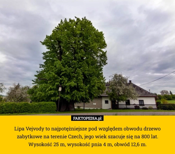 
    Lipa Vejvody to najpotężniejsze pod względem obwodu drzewo zabytkowe na