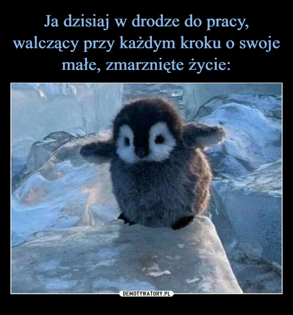 
    Ja dzisiaj w drodze do pracy, walczący przy każdym kroku o swoje małe, zmarznięte życie: