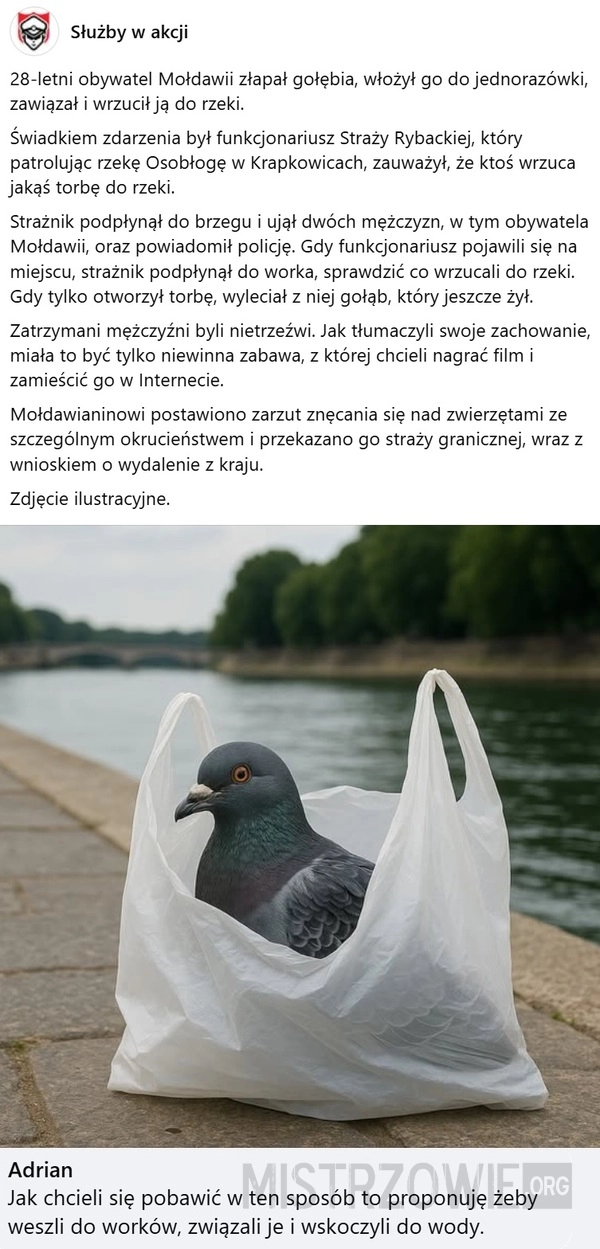 
    Gołąb