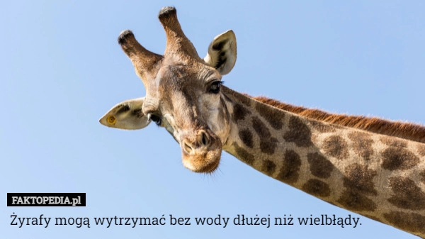 
    Żyrafy mogą wytrzymać bez wody dłużej niż wielbłądy.