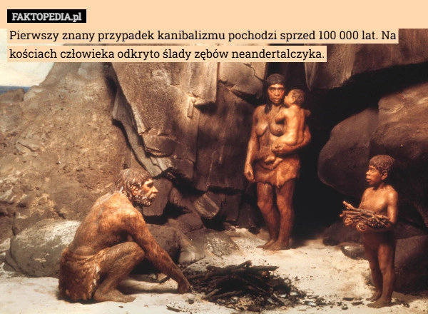 
    Pierwszy znany przypadek kanibalizmu pochodzi sprzed 100 000 lat. Na kościach