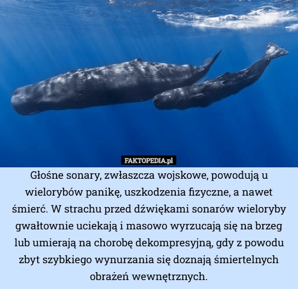 
    Głośne sonary, zwłaszcza wojskowe, powodują u wielorybów panikę, uszkodzenia