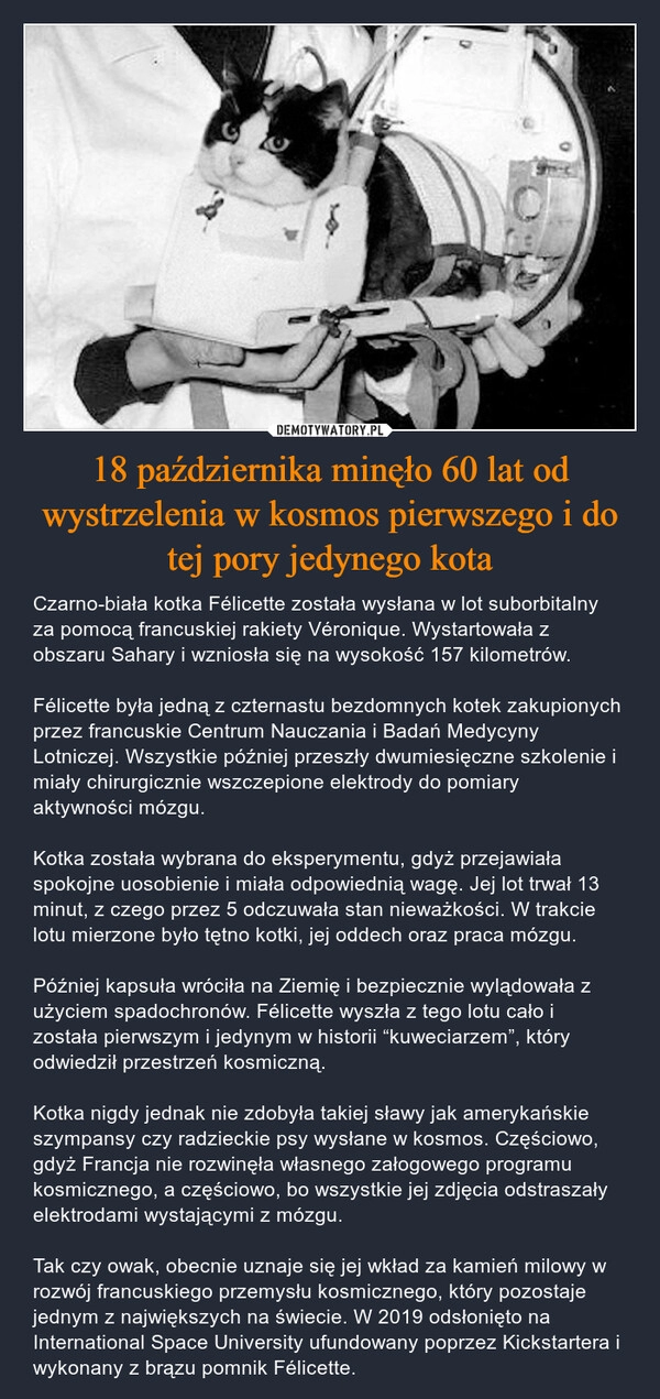 
    18 października minęło 60 lat od wystrzelenia w kosmos pierwszego i do tej pory jedynego kota