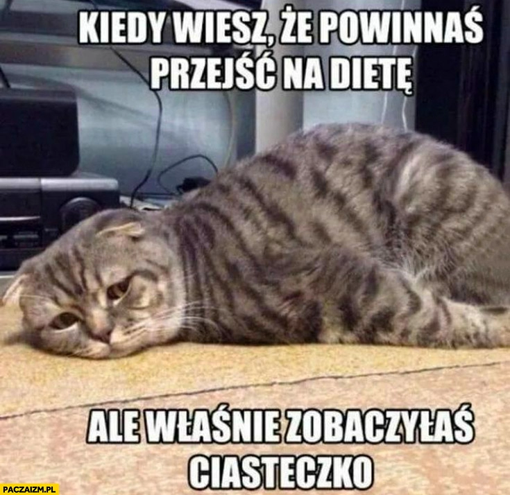 
    Smutny kot kiedy wiesz ze powinnaś przejść na dietę ale właśnie zobaczyłaś ciasteczko