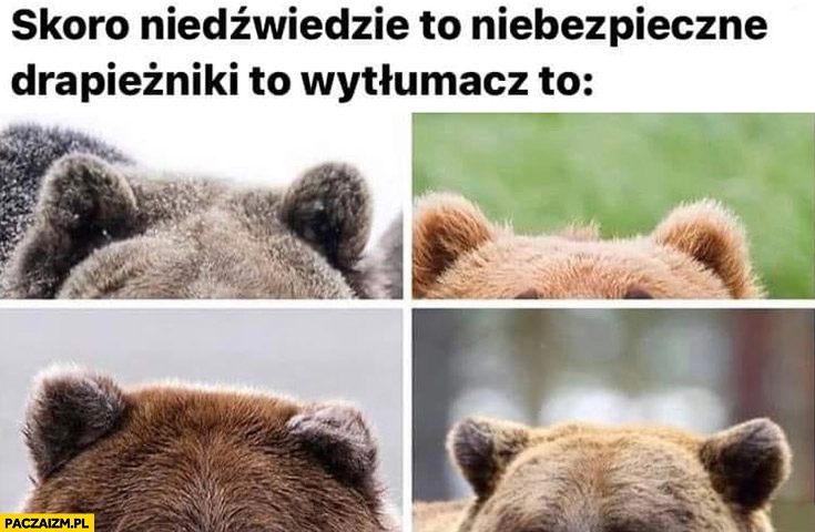 
    Skoro niedźwiedzie to niebezpieczne drapieżniki to wytłumacz to słodkie uszy uszka