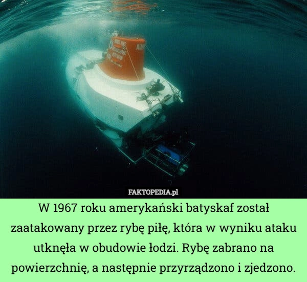 
    W 1967 roku amerykański batyskaf został zaatakowany przez rybę piłę, która