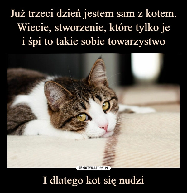 
    Już trzeci dzień jestem sam z kotem. Wiecie, stworzenie, które tylko je
i śpi to takie sobie towarzystwo I dlatego kot się nudzi