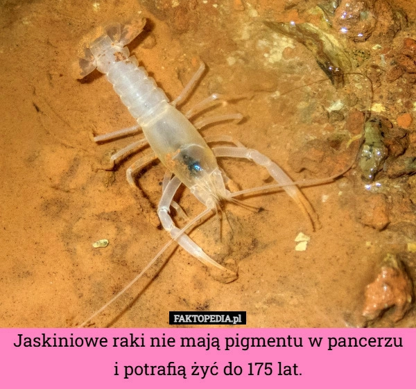 
    Jaskiniowe raki nie mają pigmentu w pancerzu i potrafią żyć do 175 lat.