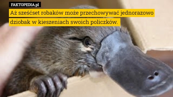 
    
			Aż sześćset robaków może przechowywać jednorazowo dziobak w kieszeniach					