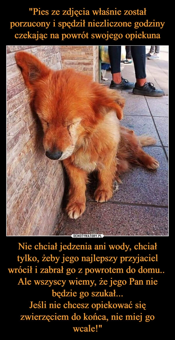 
    "Pies ze zdjęcia właśnie został porzucony i spędził niezliczone godziny czekając na powrót swojego opiekuna Nie chciał jedzenia ani wody, chciał tylko, żeby jego najlepszy przyjaciel wrócił i zabrał go z powrotem do domu.. 
Ale wszyscy wiemy, że jego Pan nie będzie go szukał...
Jeśli nie chcesz opiekować się zwierzęciem do końca, nie miej go wcale!"