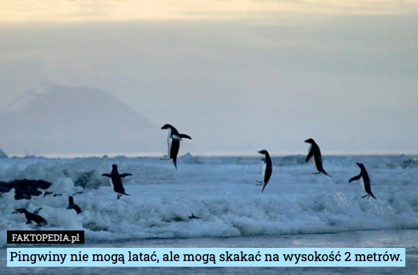 
    Pingwiny nie mogą latać, ale mogą skakać na wysokość 2 metrów.