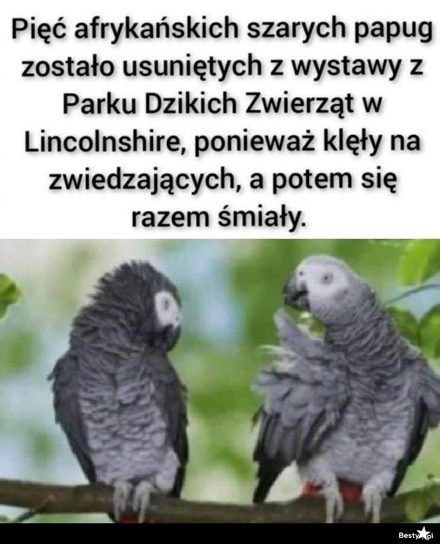 
    Niegrzeczne papugi 