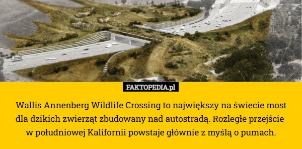 
    Wallis Annenberg Wildlife Crossing to największy na świecie most
 dla dzikich