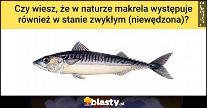 
    Czy wiesz, że w naturze makrela występuje również w stanie zwykłym (niewędzona)?