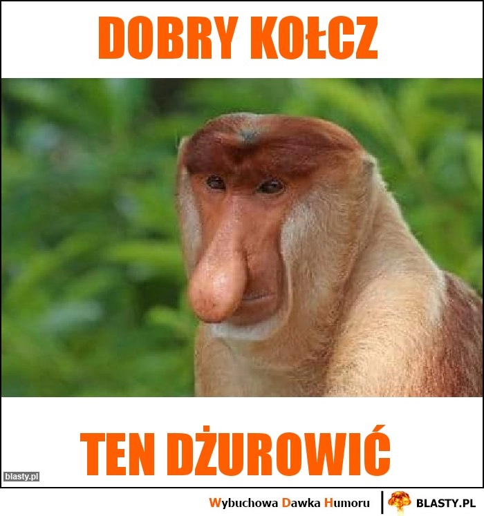 
    Dobry kołcz