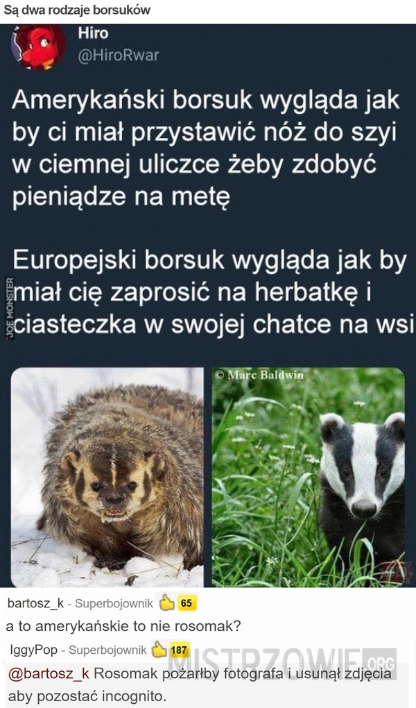 
    Są dwa rodzaje borsuków